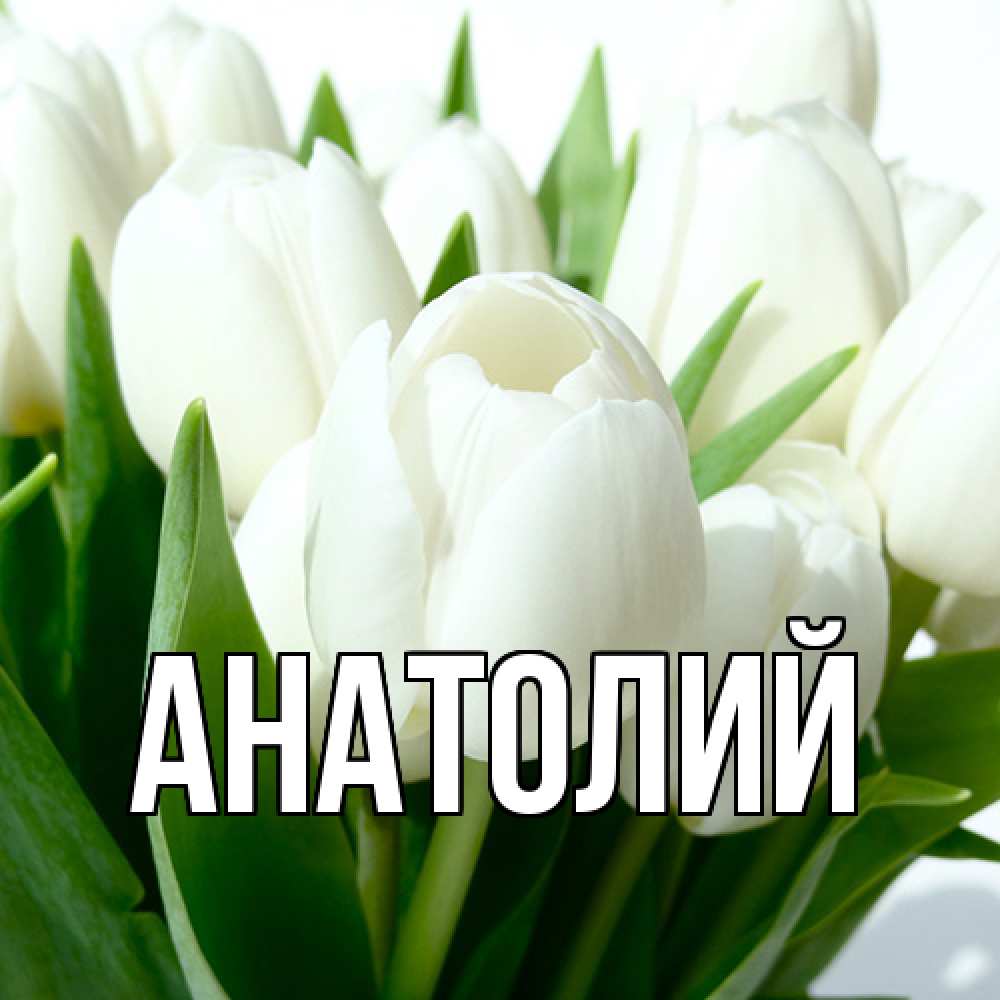 Открытка  с именем. Анатолий, Главная  