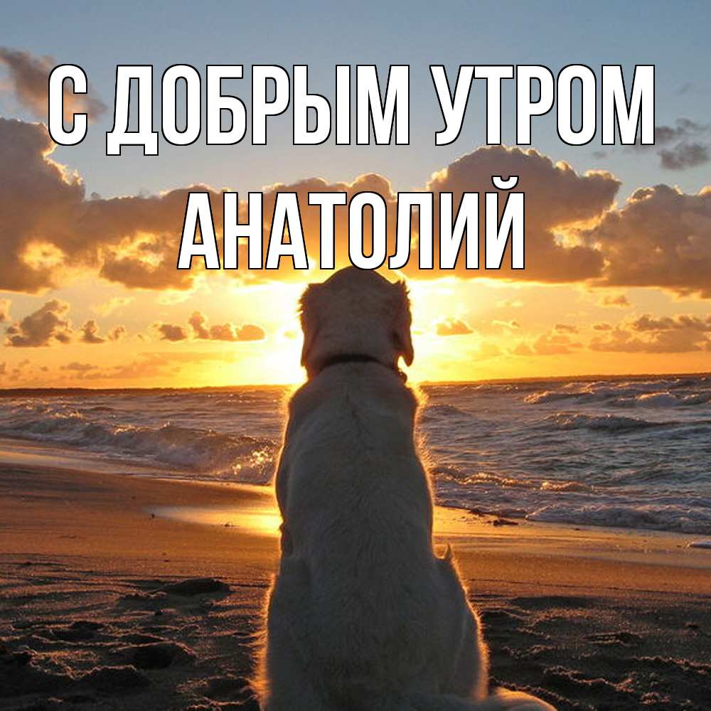 Открытка  с именем. Анатолий, С добрым утром  