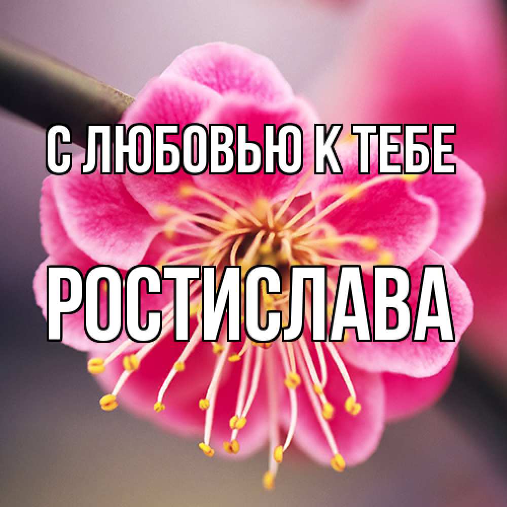 Открытка  с именем. Ростислава, С любовью к тебе  