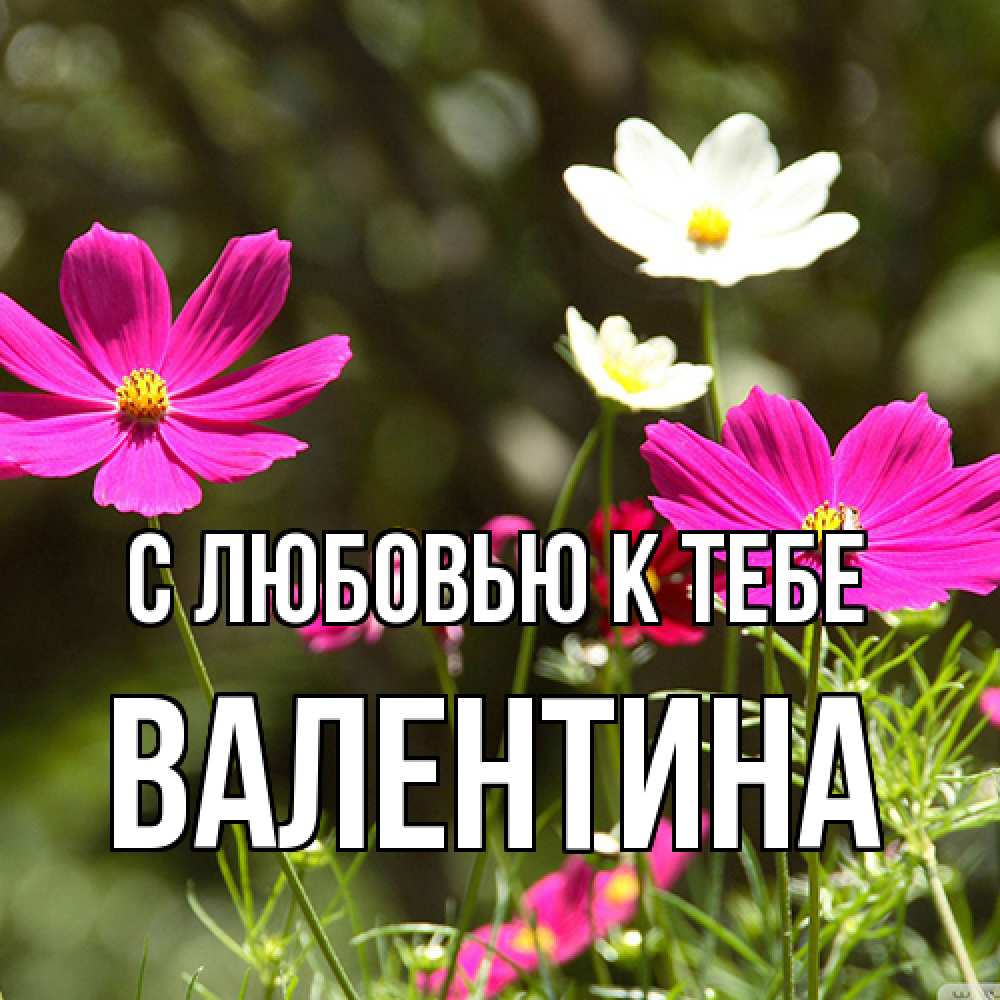 Открытка  с именем. валентина, С любовью к тебе  