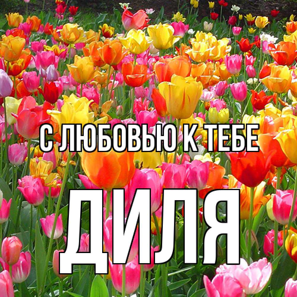 Открытка  с именем. Диля, С любовью к тебе  
