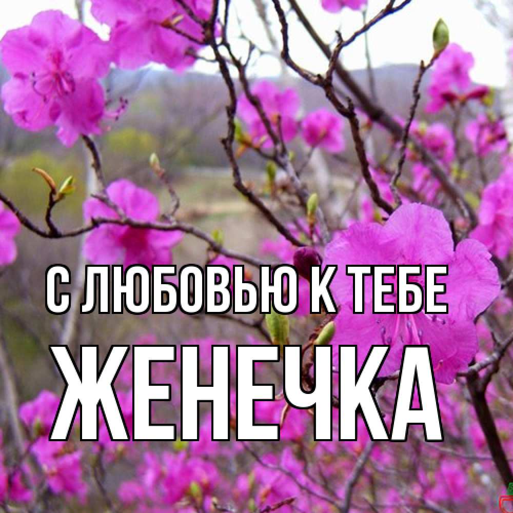 Открытка  с именем. Женечка, С любовью к тебе  