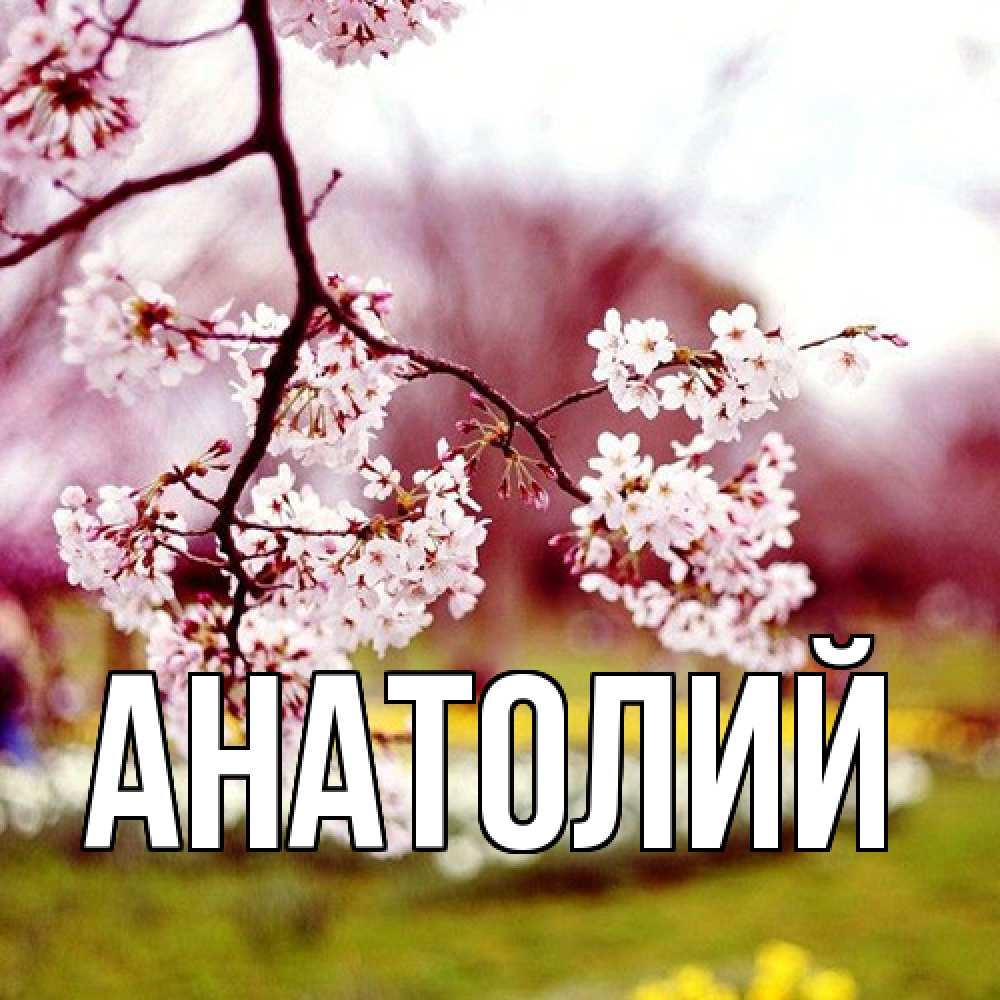 Открытка  с именем. Анатолий, Главная  