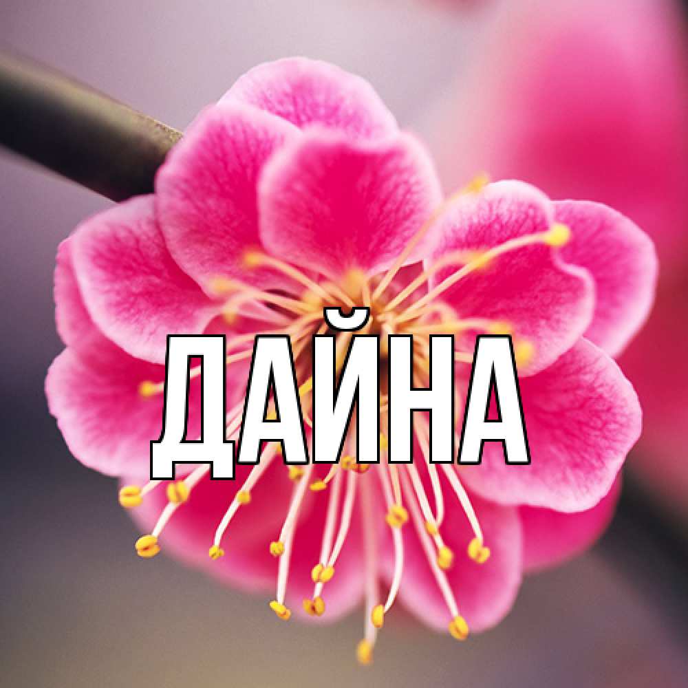 Открытка  с именем. Дайна, Главная  