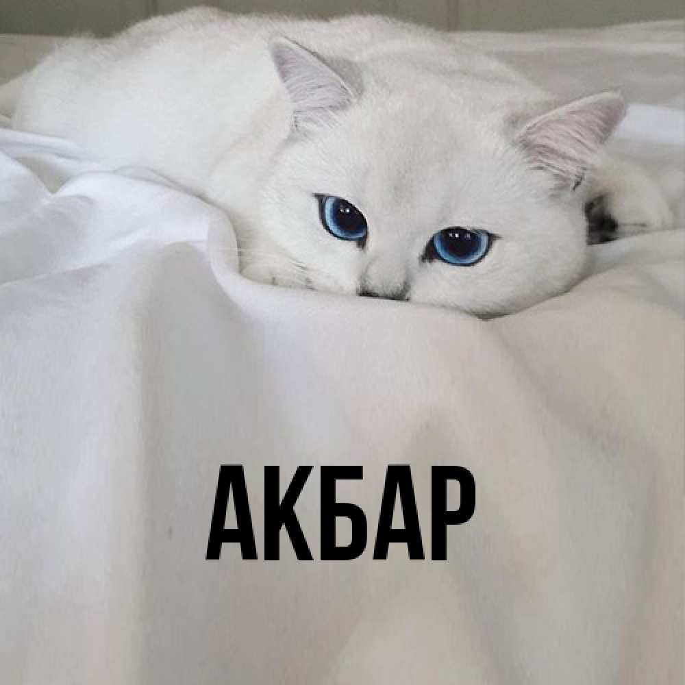 Открытка  с именем. Акбар, Главная  