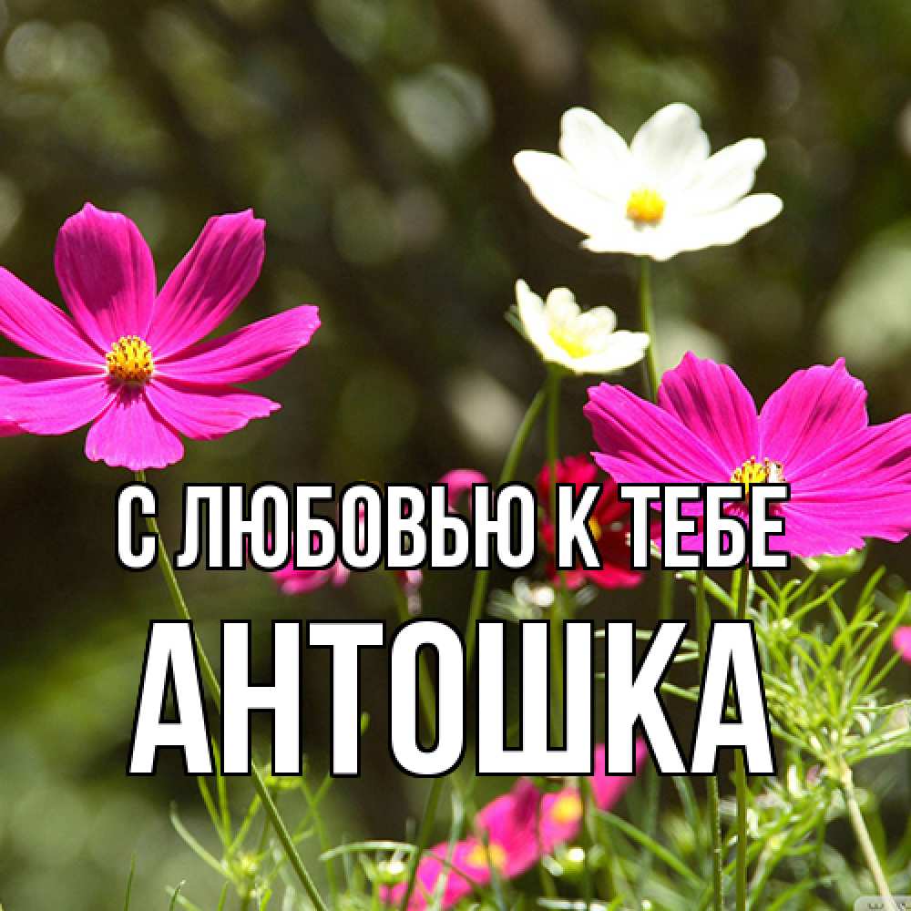 Открытка  с именем. Антошка, С любовью к тебе  