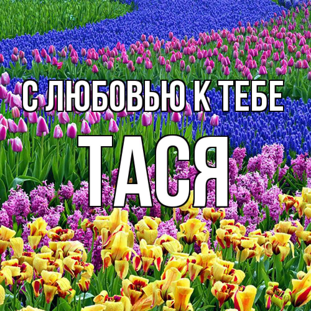 Открытка  с именем. Тася, С любовью к тебе  