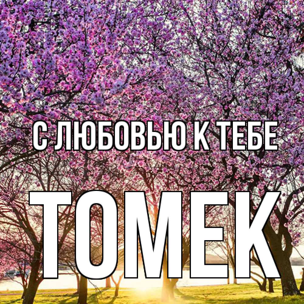 Открытка  с именем. Томек, С любовью к тебе  