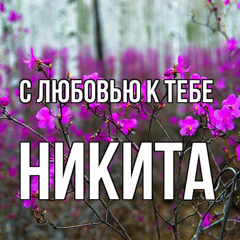 Открытка  с именем. Никита, С любовью к тебе  