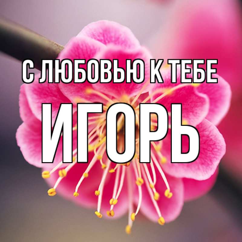 Картинка С любовью к тебе, Игорь