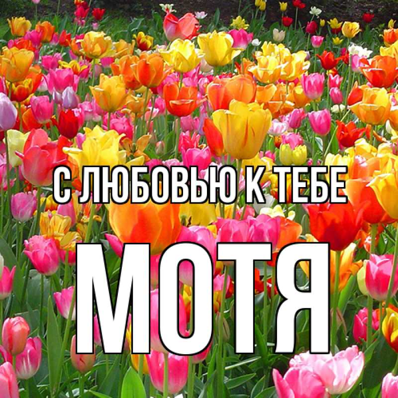 Картинка С любовью к тебе, Мотя
