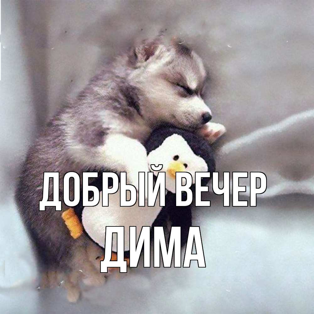 Открытка  с именем. Дима, Добрый вечер  