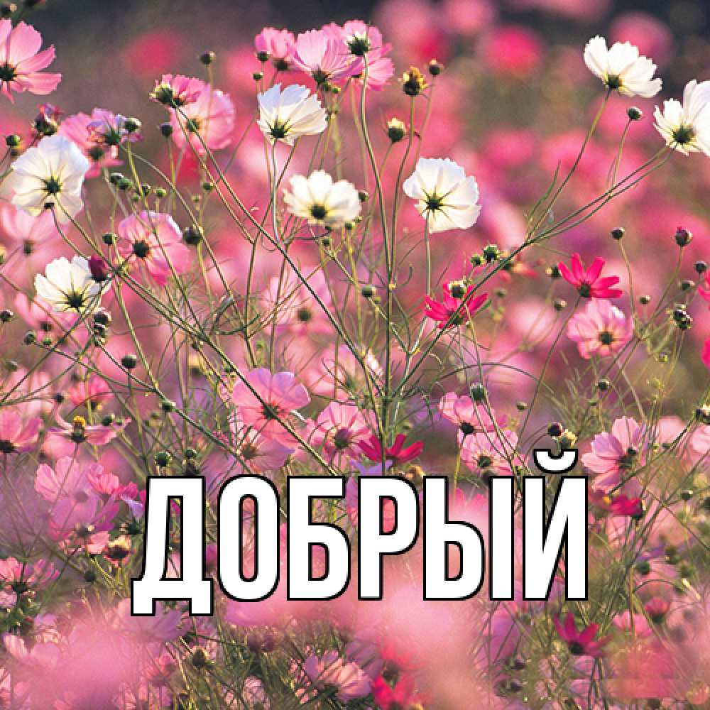 Открытка  с именем. Добрый, Главная  