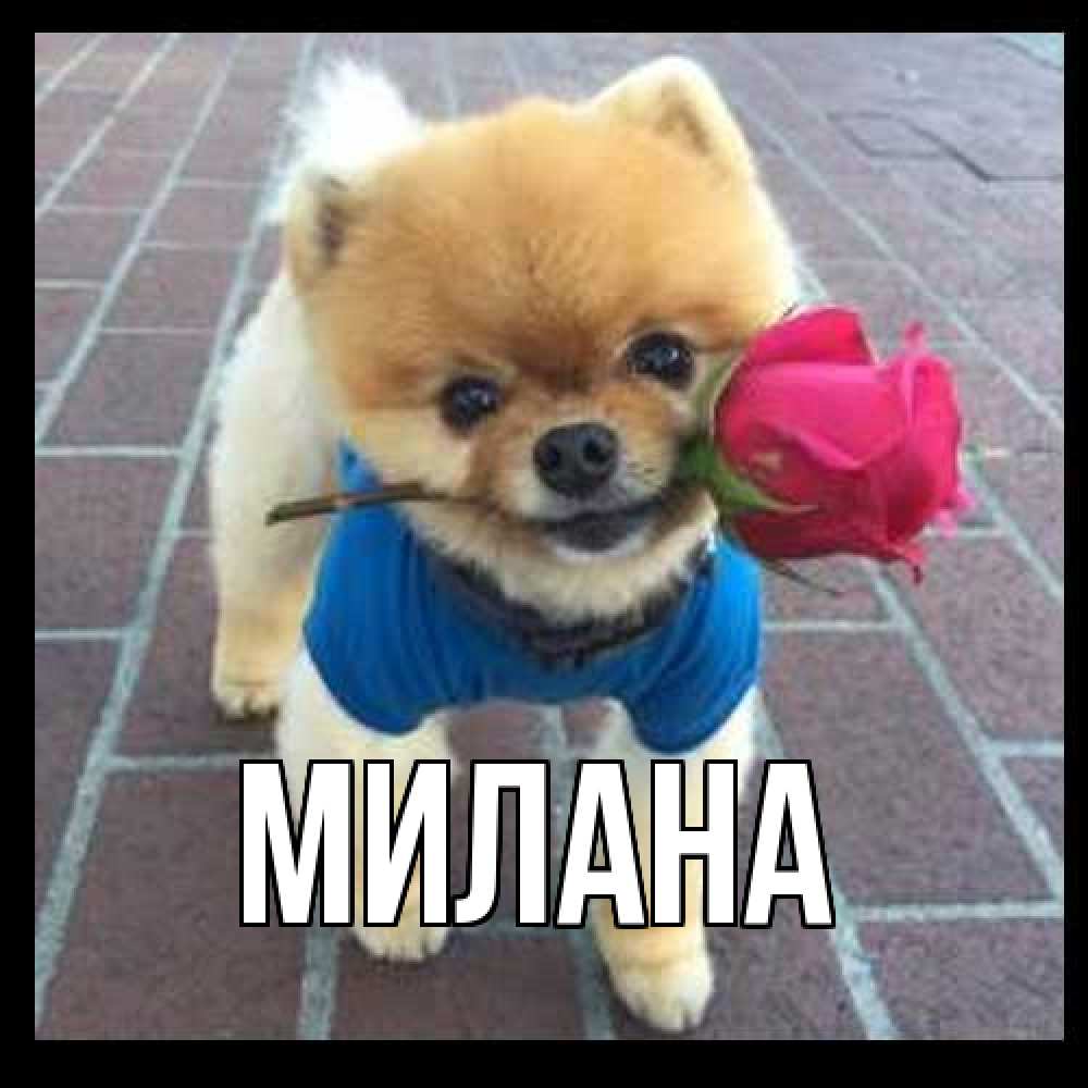 Открытка  с именем. Милана, Главная  