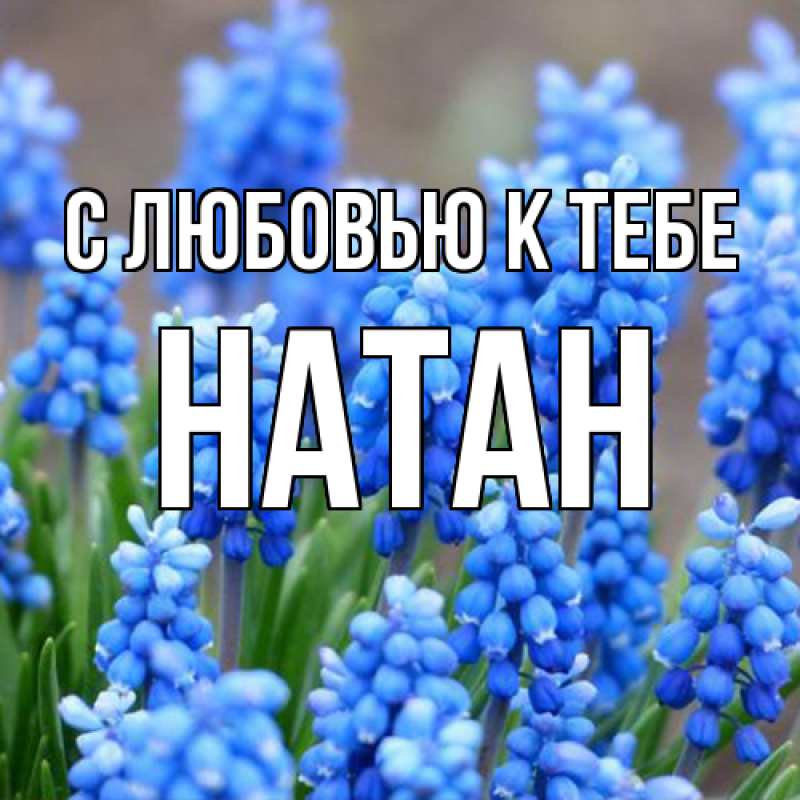 Картинка С любовью к тебе, Натан