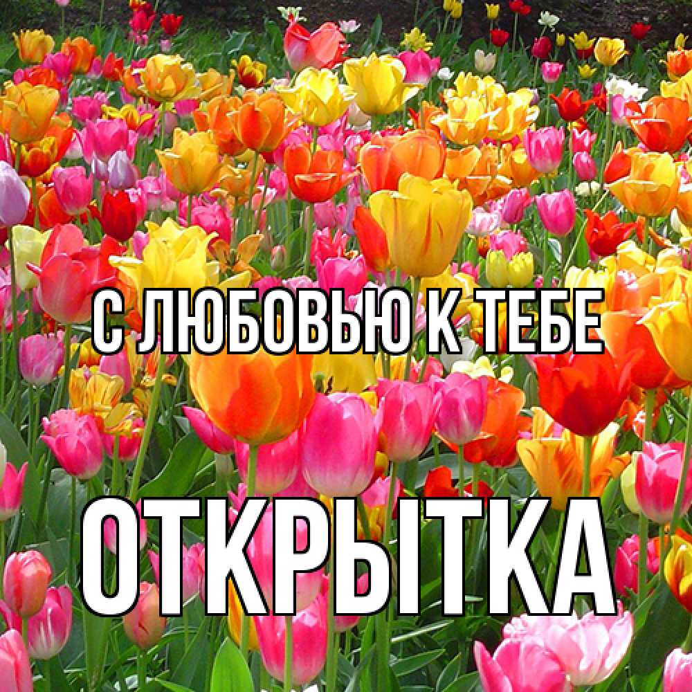 Открытка  с именем. открытка, С любовью к тебе  