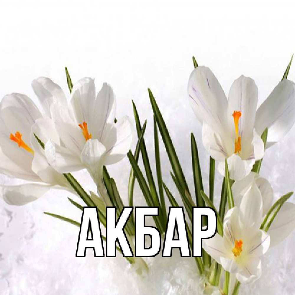 Открытка  с именем. Акбар, Главная  