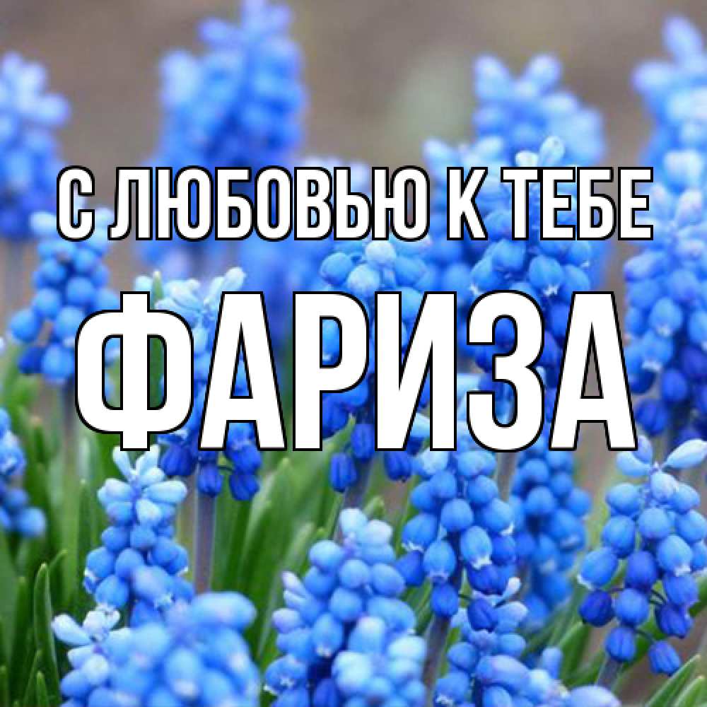 Открытка  с именем. Фариза, С любовью к тебе  