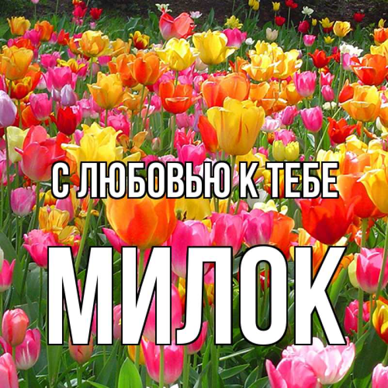 Картинка С любовью к тебе, Милок