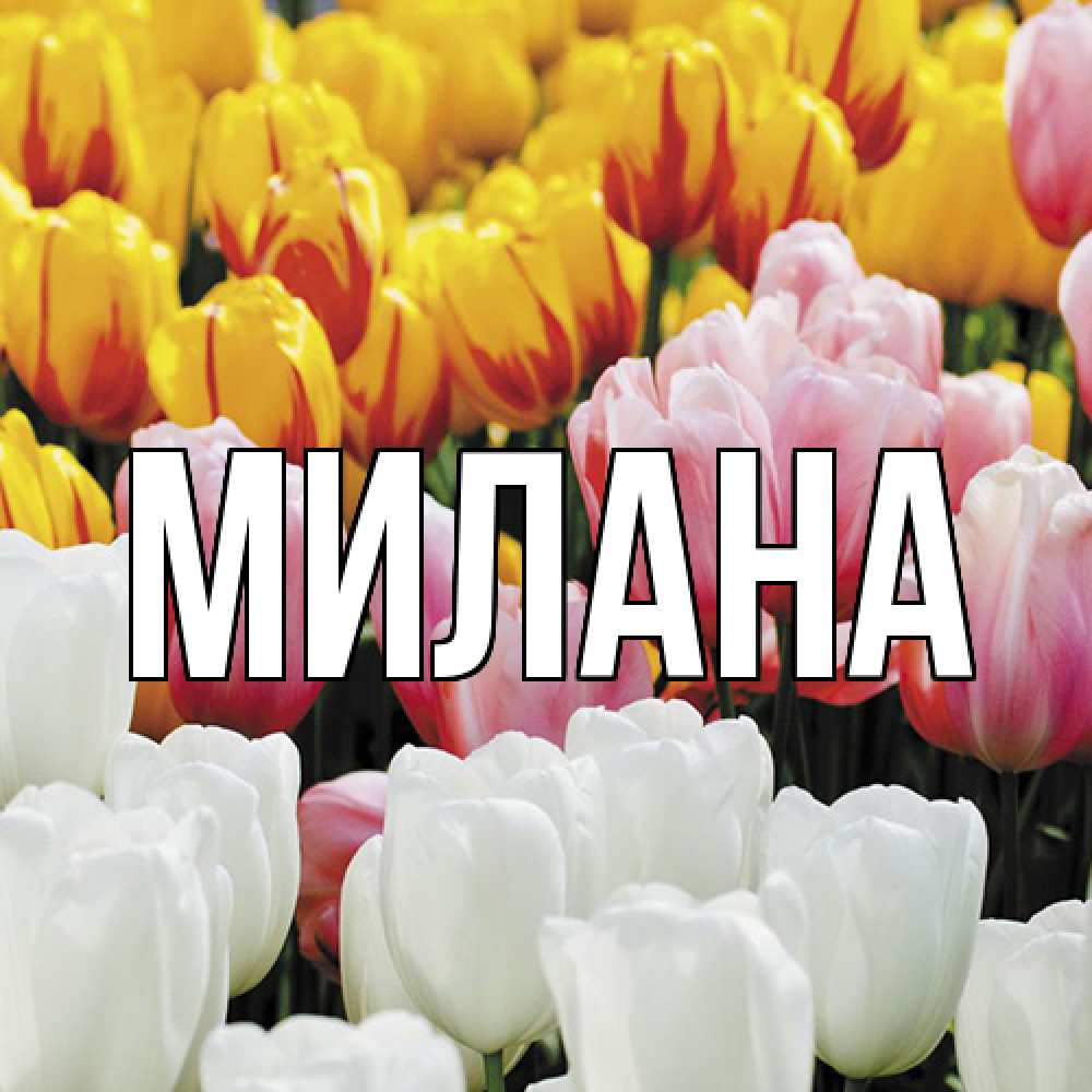 Открытка  с именем. Милана, Главная  