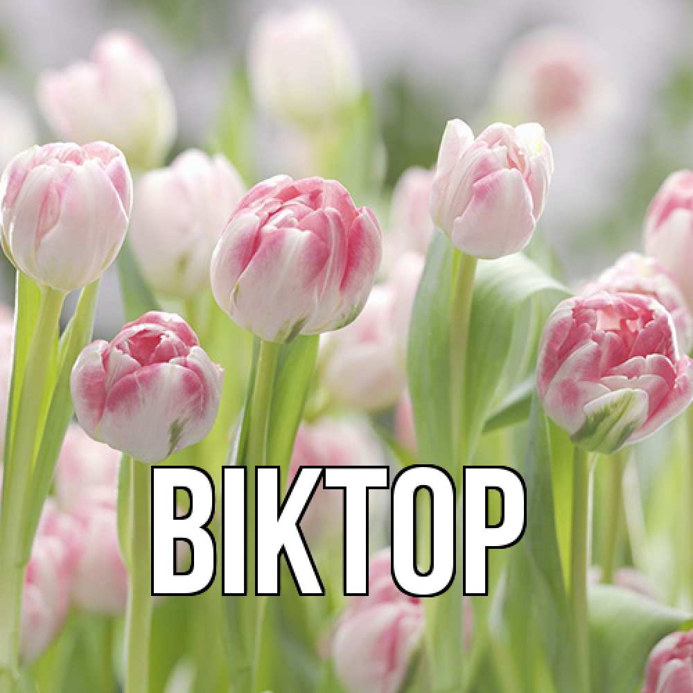 Открытка  с именем. Віктор, Главная  