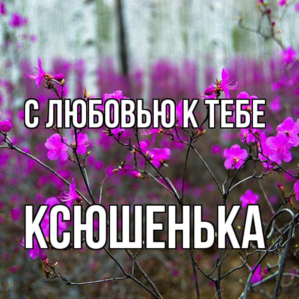 Открытка  с именем. Ксюшенька, С любовью к тебе  