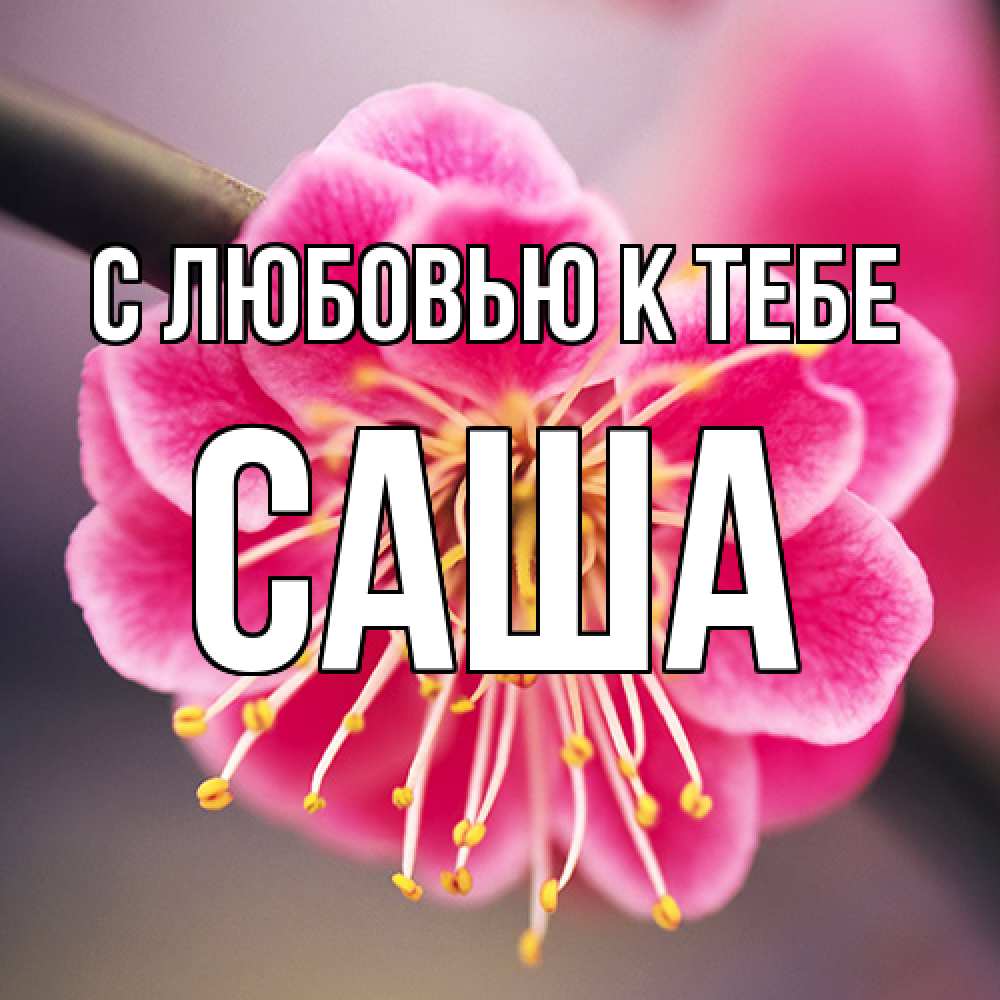 Открытка  с именем. Саша, С любовью к тебе  