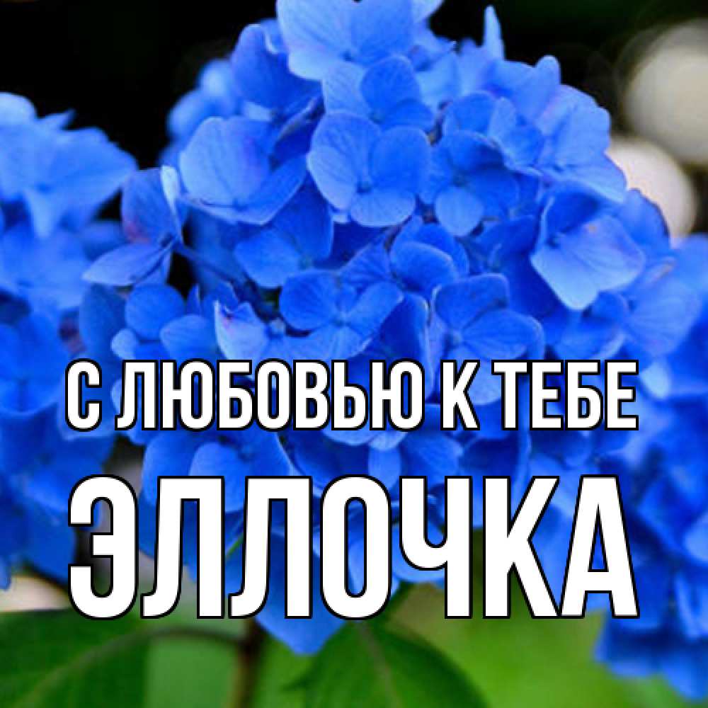 Открытка  с именем. Эллочка, С любовью к тебе  