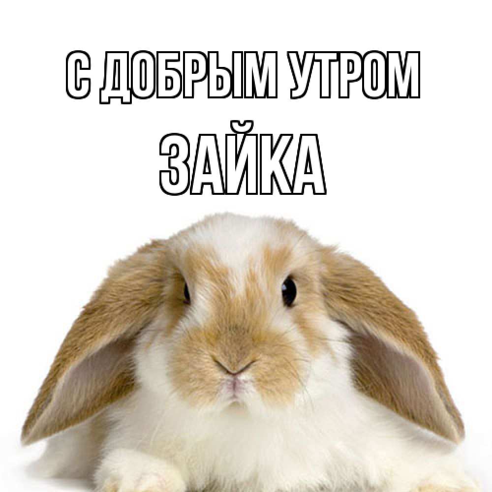 Открытка  с именем. Зайка, С добрым утром  