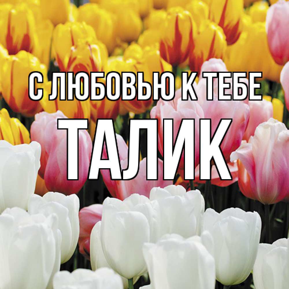 Открытка  с именем. Талик, С любовью к тебе  