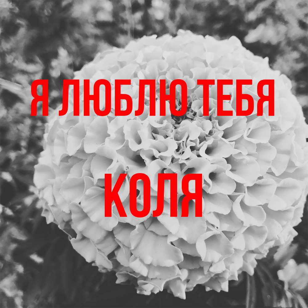 Открытка  с именем. коля, Я люблю тебя  