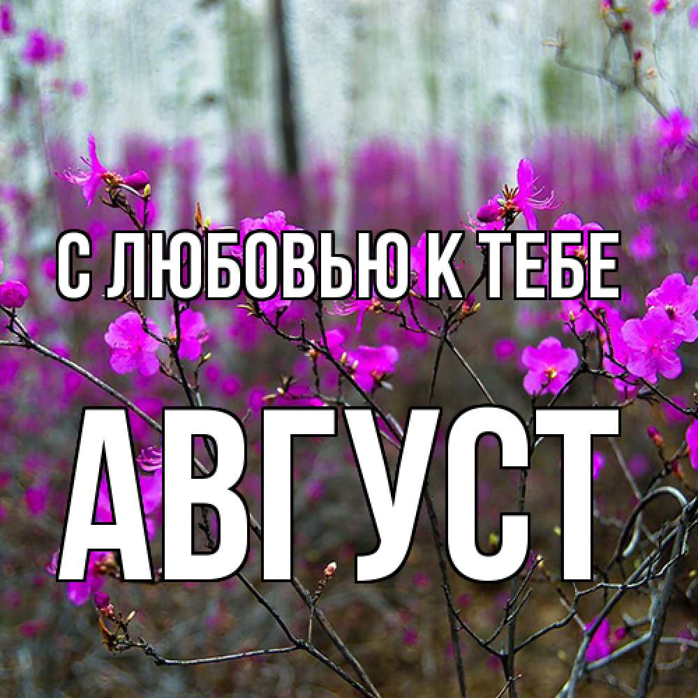 Открытка  с именем. Август, С любовью к тебе  