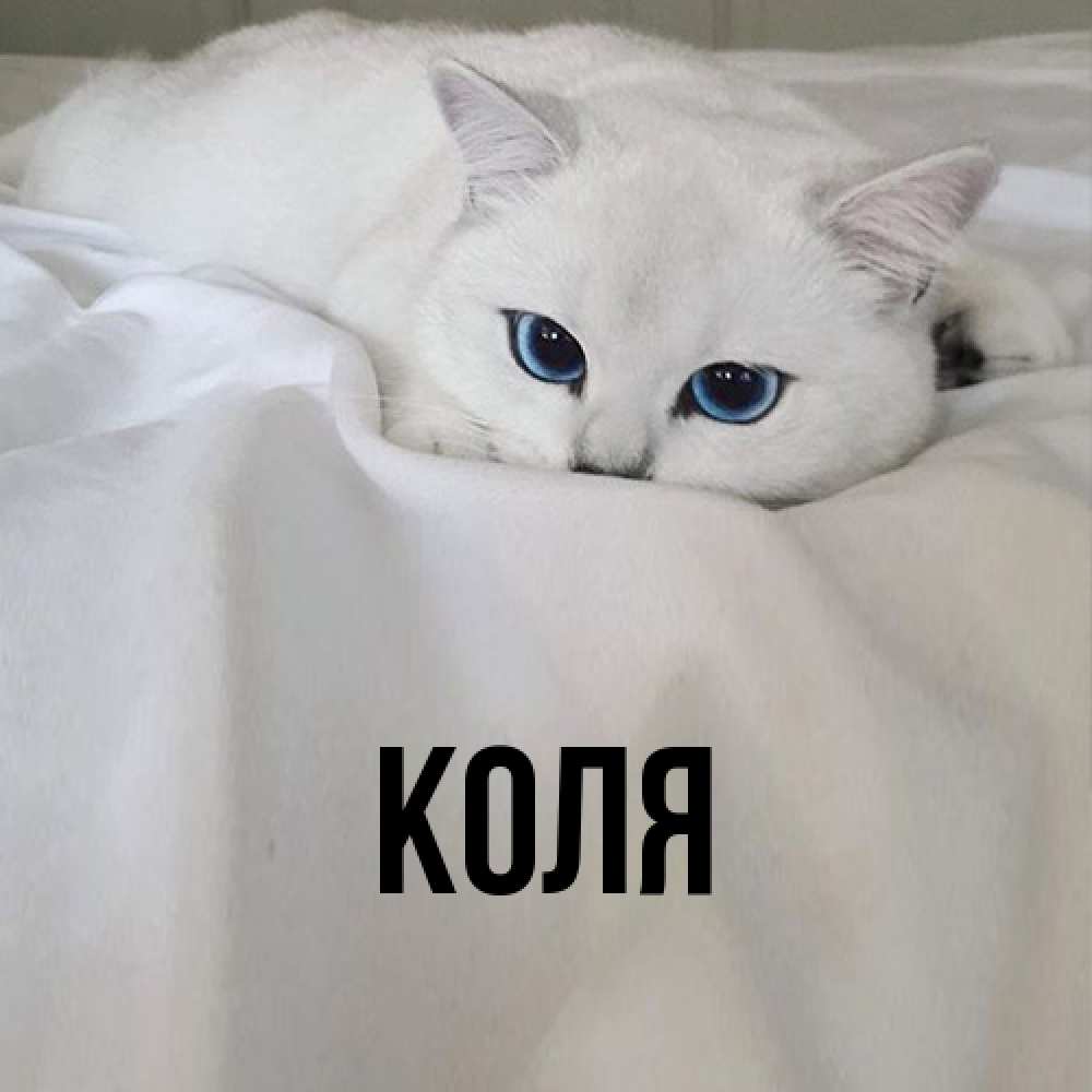 Открытка  с именем. коля, Главная  