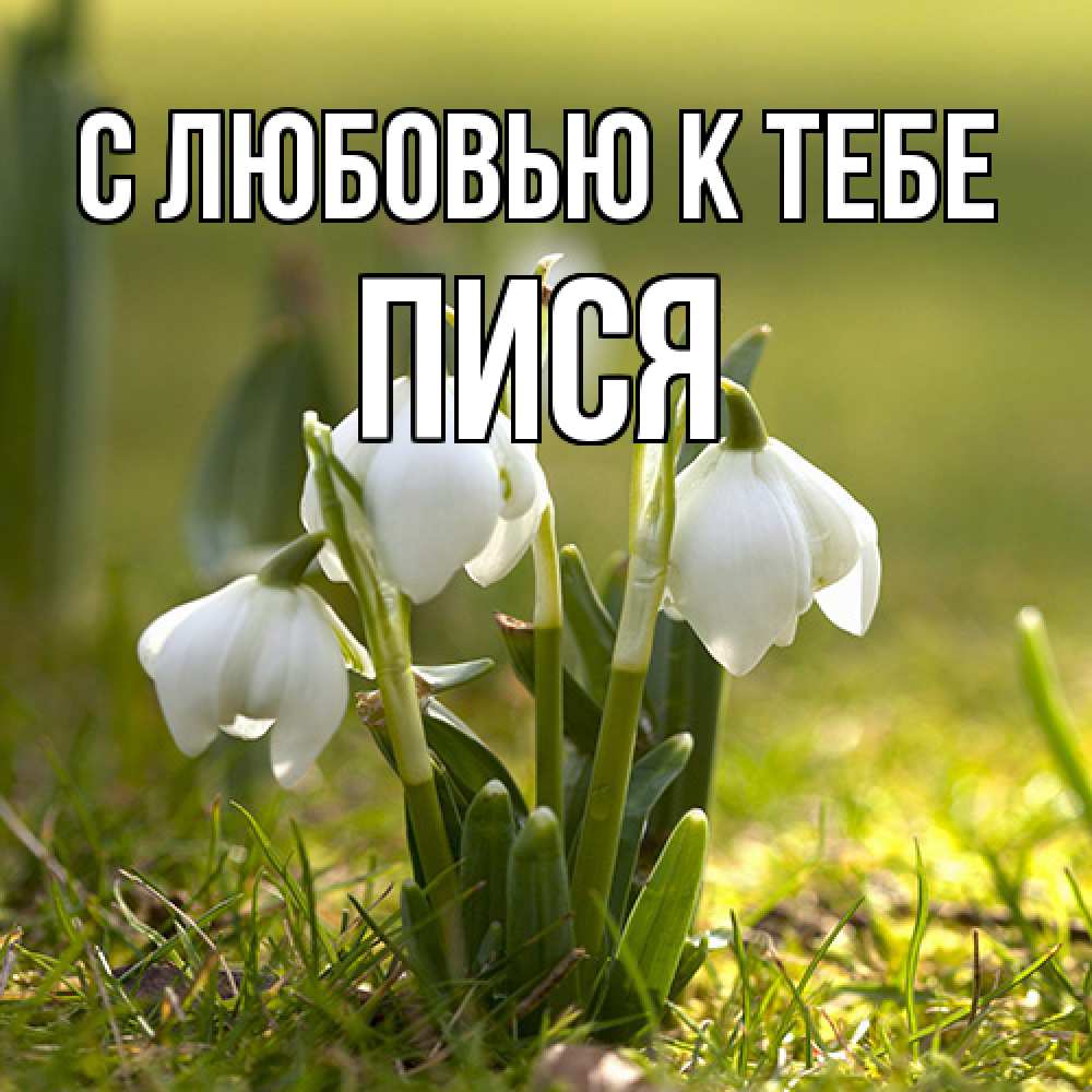 Открытка  с именем. Пися, С любовью к тебе  