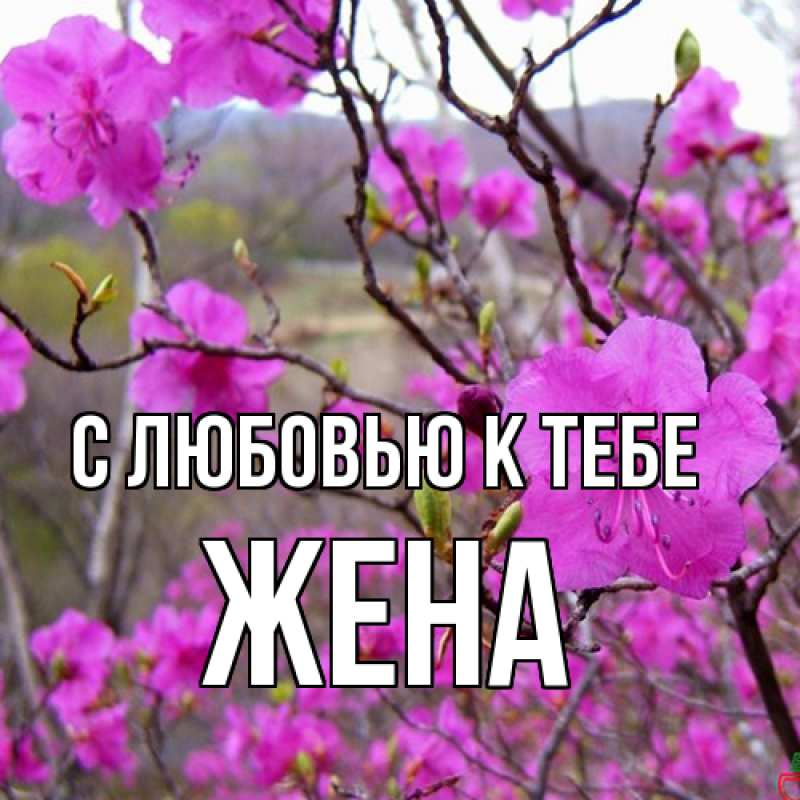 Картинка С любовью к тебе, Жена