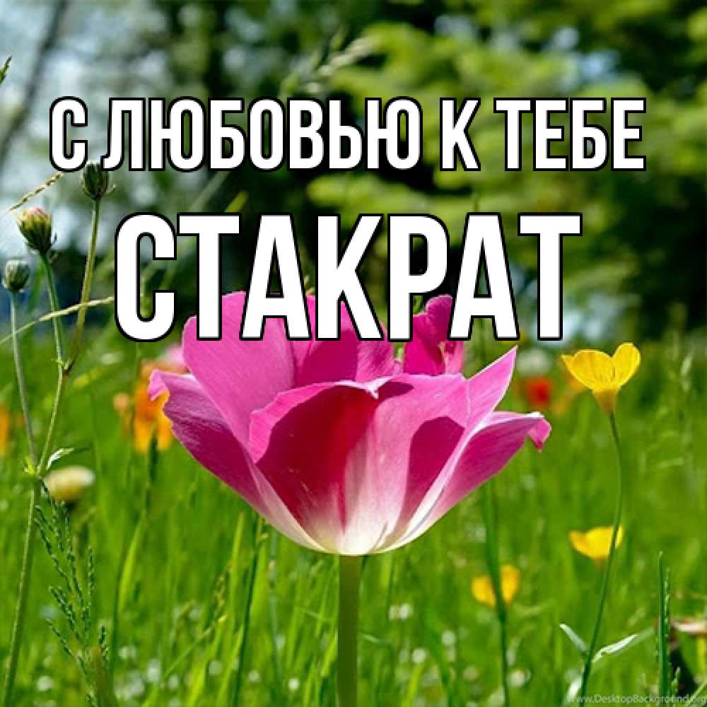Открытка  с именем. Стакрат, С любовью к тебе  