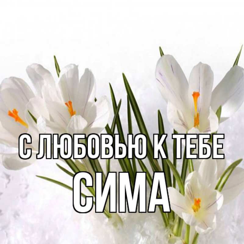 Картинка С любовью к тебе, Сима