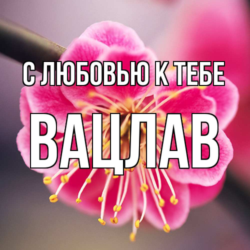 Открытка  с именем. Вацлав, С любовью к тебе  