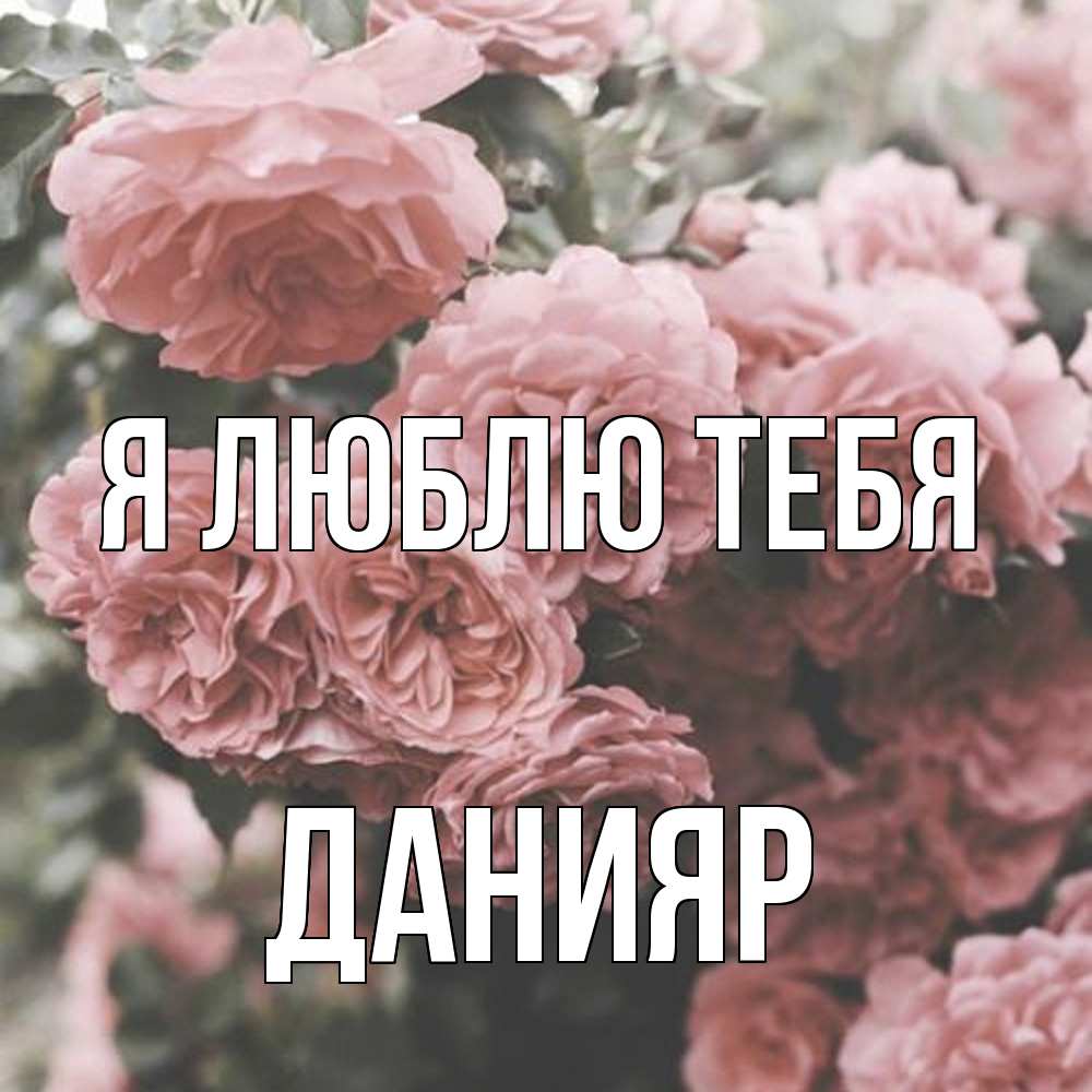 Открытка  с именем. Данияр, Я люблю тебя  