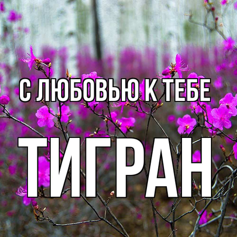 Открытка  с именем. Тигран, С любовью к тебе  