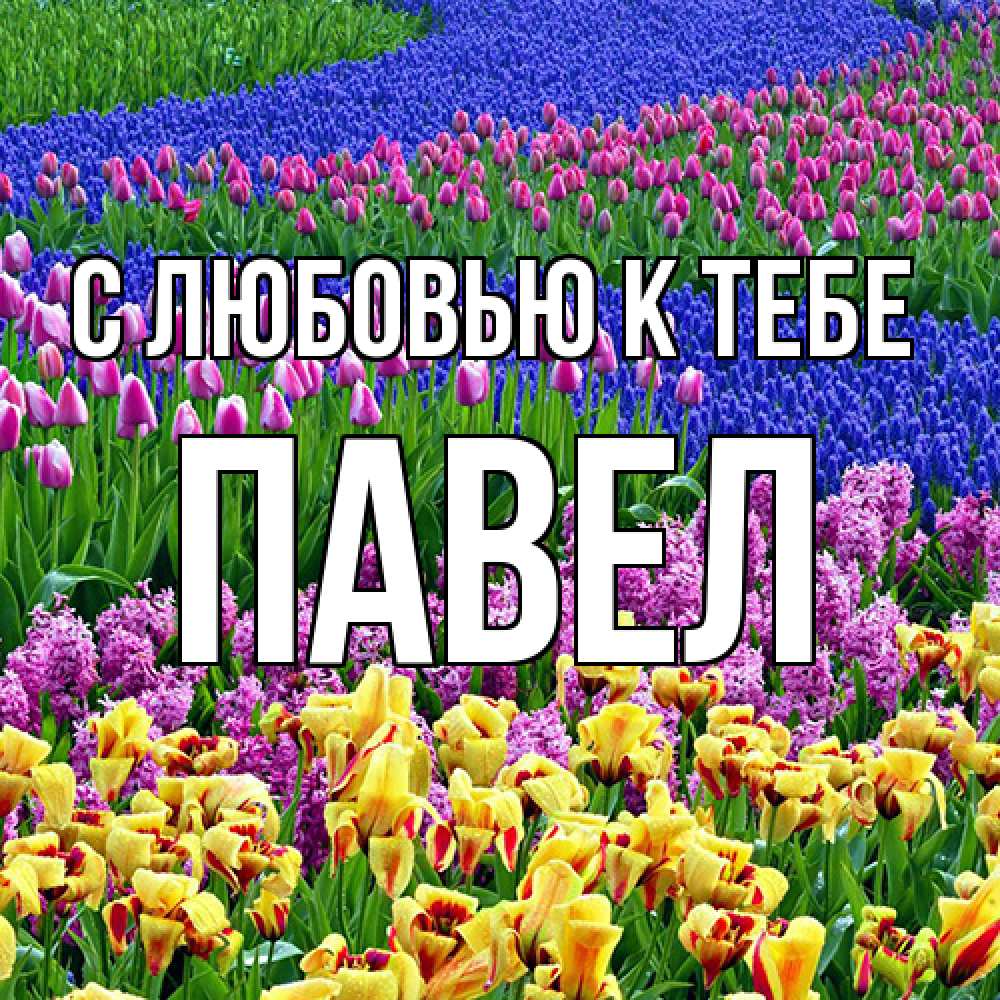 Открытка  с именем. Павел, С любовью к тебе  
