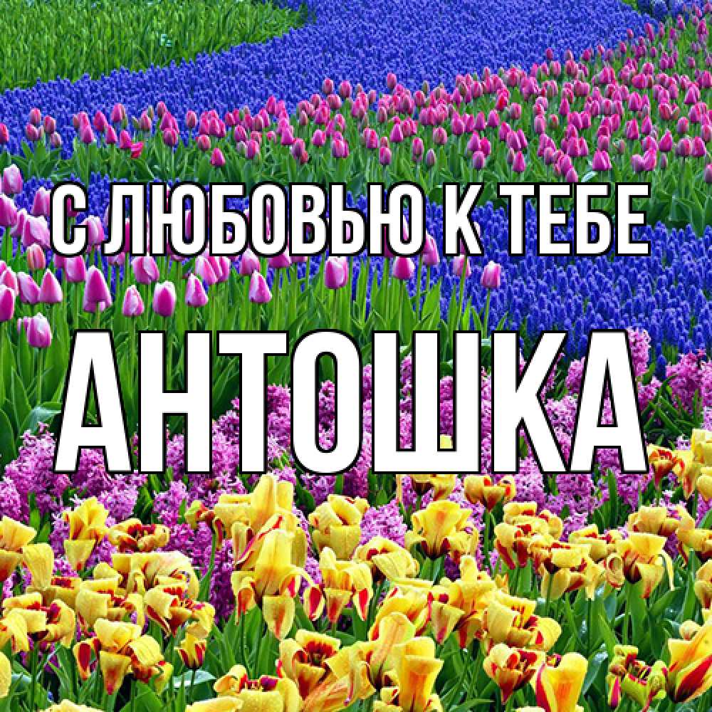 Открытка  с именем. Антошка, С любовью к тебе  