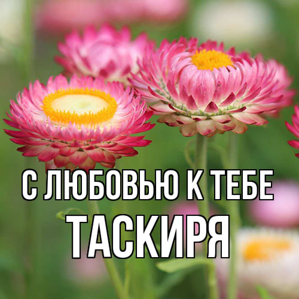 Открытка  с именем. Таскиря, С любовью к тебе  