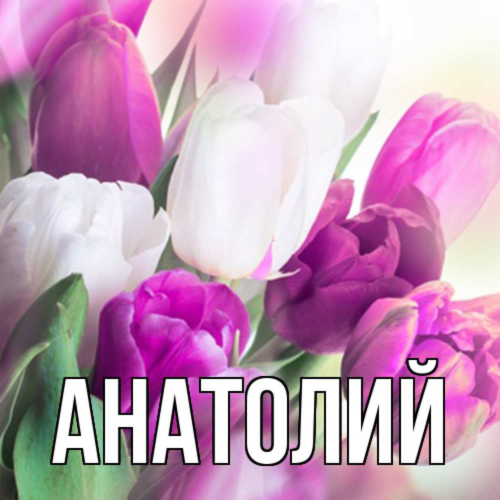Открытка  с именем. Анатолий, Главная  