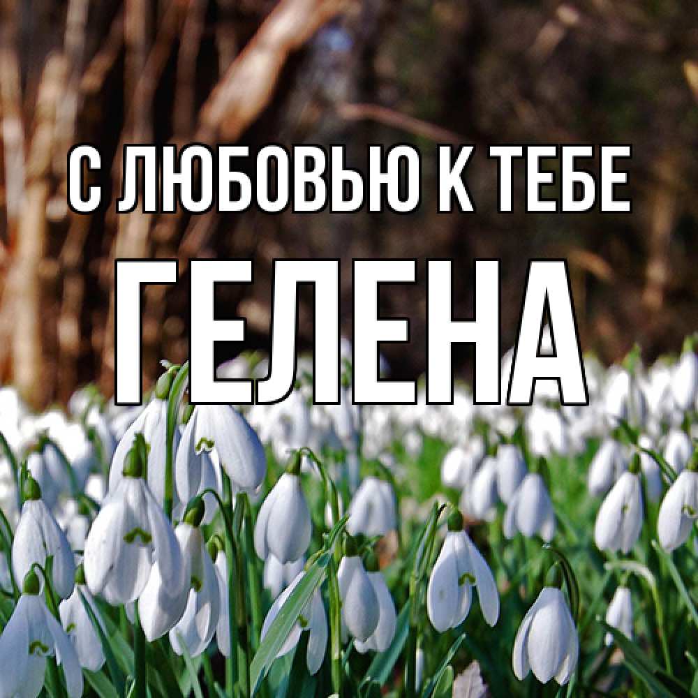 Открытка  с именем. Гелена, С любовью к тебе  