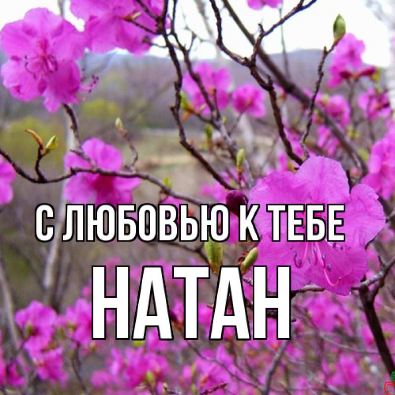 Картинка С любовью к тебе, Натан