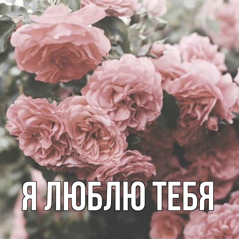 Картинка Я люблю тебя, 