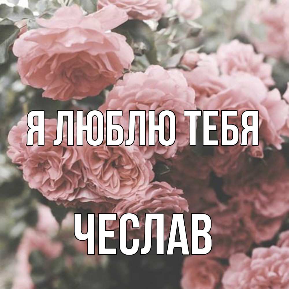 Открытка  с именем. Чеслав, Я люблю тебя  