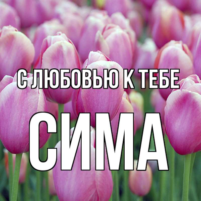 Картинка С любовью к тебе, Сима