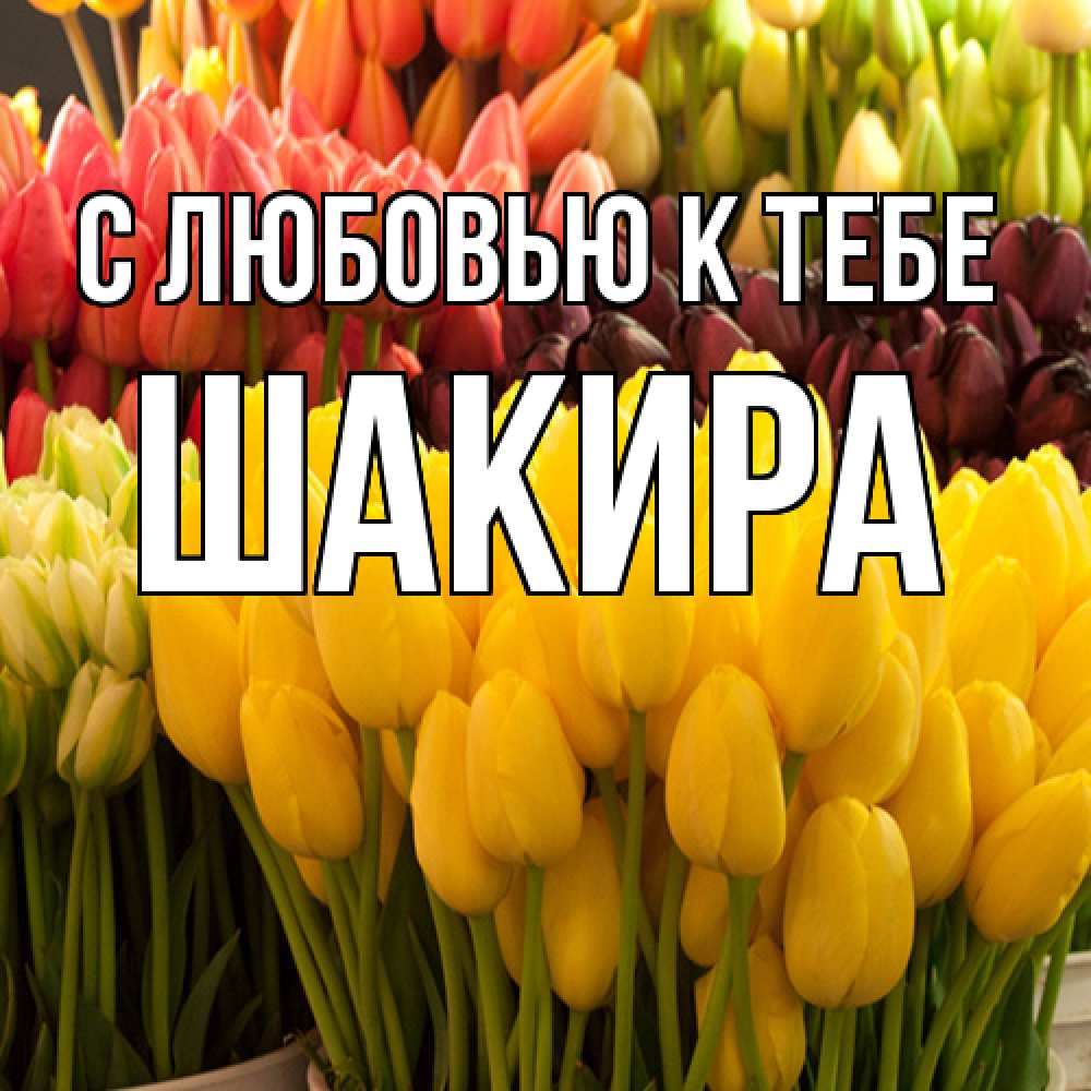 Открытка  с именем. Шакира, С любовью к тебе  